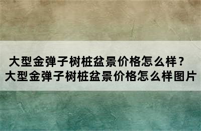 大型金弹子树桩盆景价格怎么样？ 大型金弹子树桩盆景价格怎么样图片